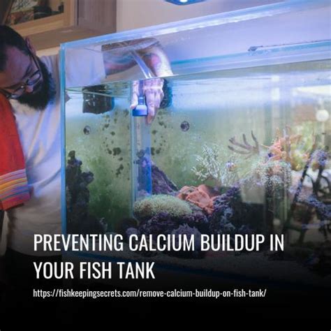 Preventing Calcium Buildup in Your Fish Tank