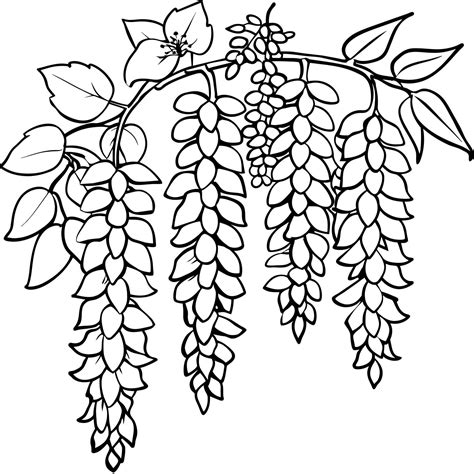 Wisteria Flower outline illustration coloring book page design