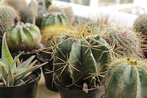 Gallery – The Garden Show