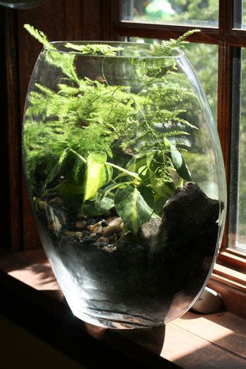 Top Ten Low Light Terrarium Plants – Pistils Nursery