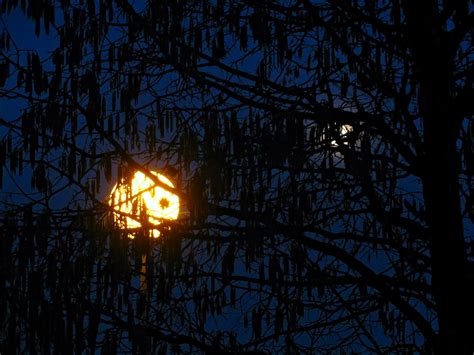 Free Images Tree Branch Silhouette Sky Sun Sunset Night