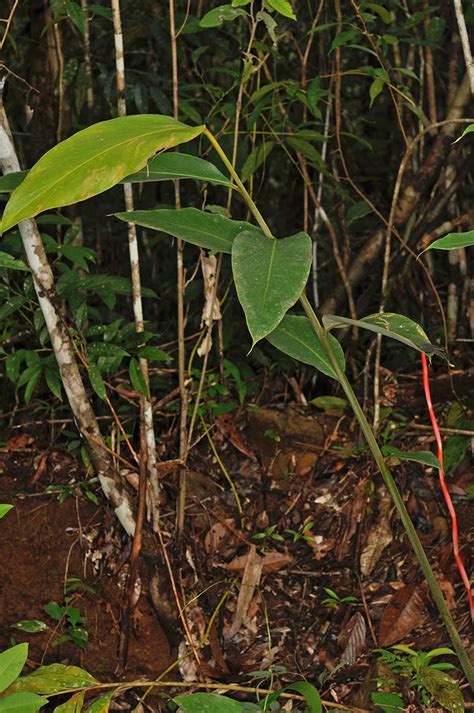 Geocharis Fusiformis Zingiberaceae Image At Phytoimages Siu Edu