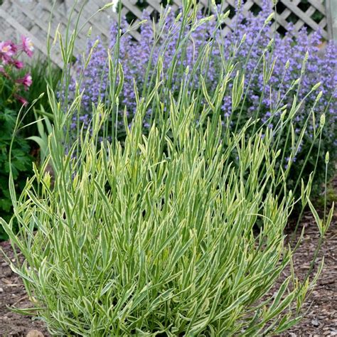 Platinum Blonde Lavender Sooner Plant Farm