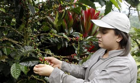 La Producci N De Caf De Colombia Cae El En Abril