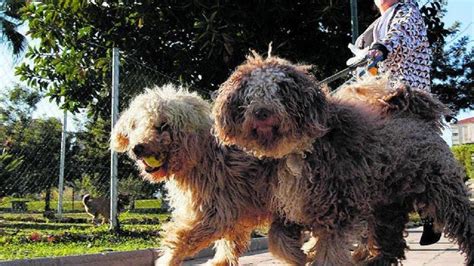 Torremolinos acoge a más de 1 500 perros de 200 razas este fin de semana