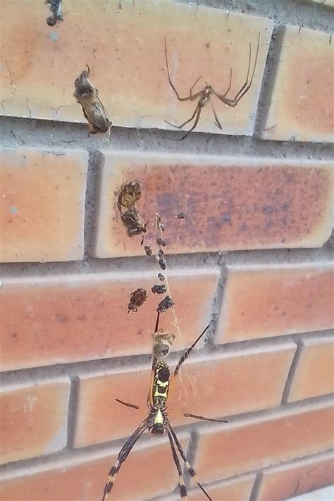 Banded Legged Golden Orb Web Spider From Mapareng South Africa On