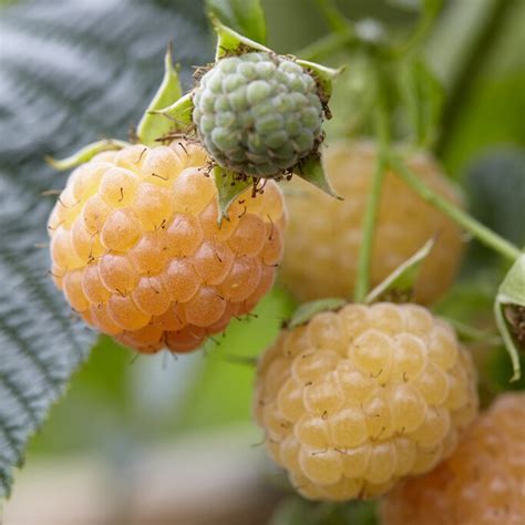 Rubus idaeus Golden Everest Hösthallon Hallon