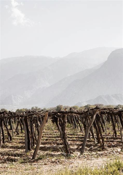 The Best Cafayate Wineries A Guide To Argentina Wine Tours Wine Tour