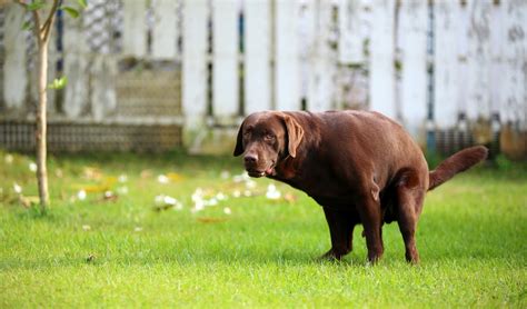 4 Best Ways To Dispose Of Dog Poop Top Dog Tips Ruffeodrive