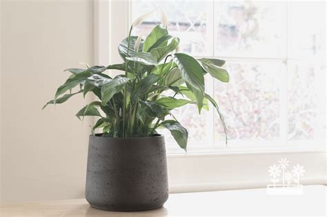 Which House Plants Like Coffee Grounds Plants House