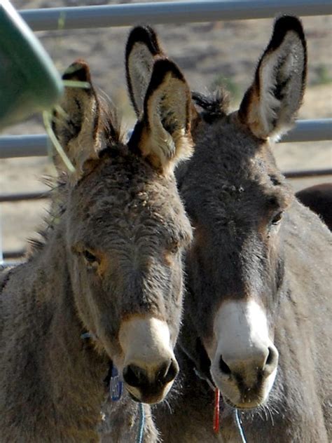 Feds To Corral Wild Burros In Rural Nevada West Of Las Vegas