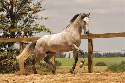 Ra A De Cavalo Puro Sangue Lusitano Caracter Sticas E Fotos Mundo