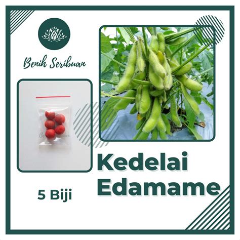 Jual Bibit Kedelai Edamame Super Benih Sayuran Super Ryoko Kacang