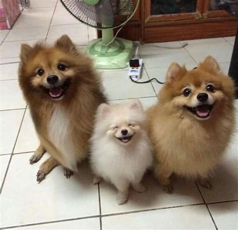 2269 Best Pomeranian Pomimo Dogs A Mix Of American Eskimo And