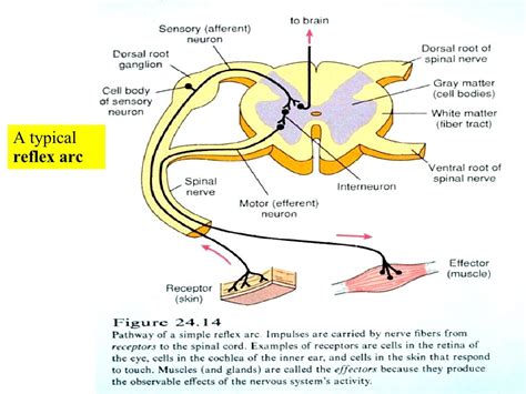 Spinal Cord Nerves Labeled