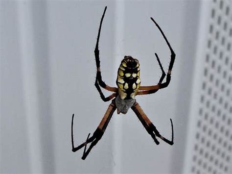 North Carolina Spiders Pictures And Spider Id Help Green Nature