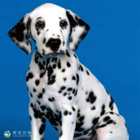 大麦町犬 斑点狗 Dalmatian 萌宠四季