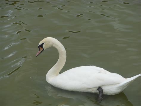 stock photo  swan freeimageslive