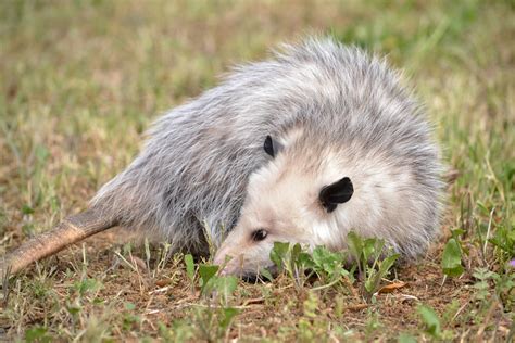 Opossum as a Pet: Is It Too Exotic? | Pet Comments