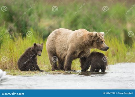 Alaskan Brown Bear and Cubs Stock Photo - Image of stream, wading: 96947298