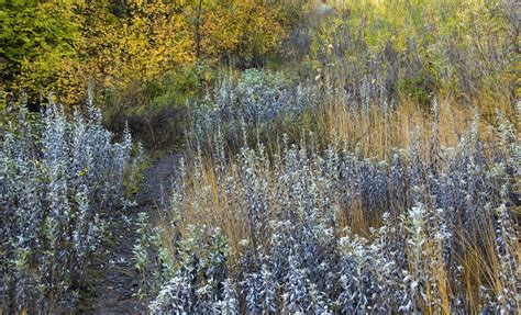 Bear Canyon — Washington Trails Association