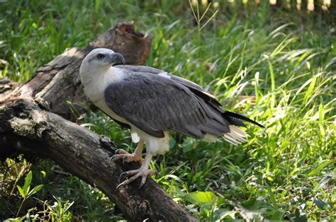 White Bellied Sea Eagle Haliaeetus Leucogaster Zoochat