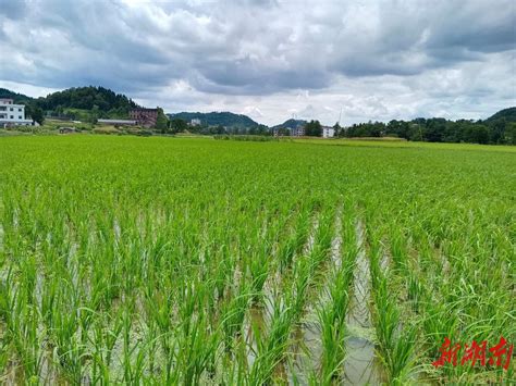 隆回：“烟稻轮作”促产业协调发展村民增收 区县动态 湖南在线 华声在线