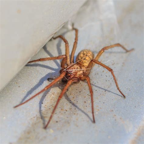 10 Most Common House Spiders How To Identify A Dangerous Spider