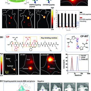 Schematic Diagram Of Targeting Peptidebased Probes For Molecular