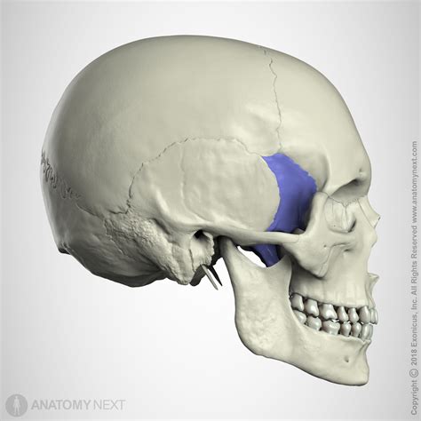 Sphenoid Bone Encyclopedia Anatomy App Learn Anatomy 3d Models