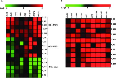 Gene Expression Heat Maps Showing Genes Involved In Sterol And SGA