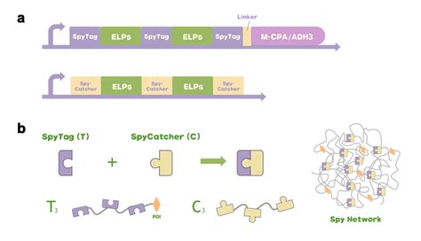 Part Bba K Parts Igem Org