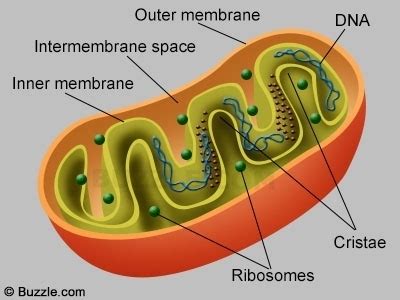 Mitochondria Drawing at PaintingValley.com | Explore collection of ...