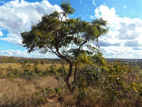 Características Do Cerrado Brasileiro - Quais São As Características Típicas Das Árvores Do Cerrado? – KEXEE