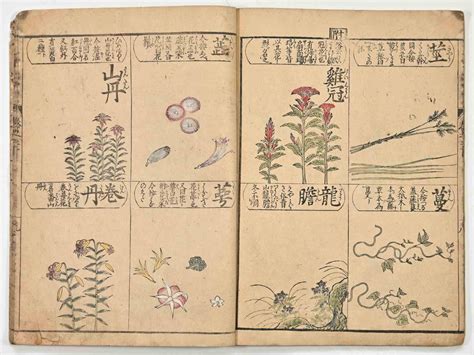 Unknown - Chinese Herbal Book - Rare Illustrated Book - 19th century