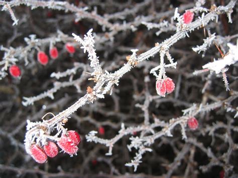 Bildet tre natur gren blomstre snø vinter anlegg blad blomst