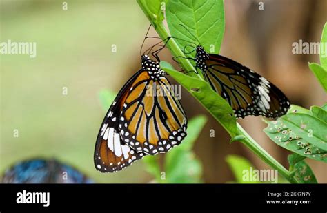 Monarch Butterfly Food Stock Videos And Footage Hd And 4k Video Clips