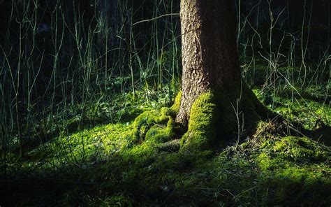 Мох на земле у дерева - обои для рабочего стола, картинки, фото