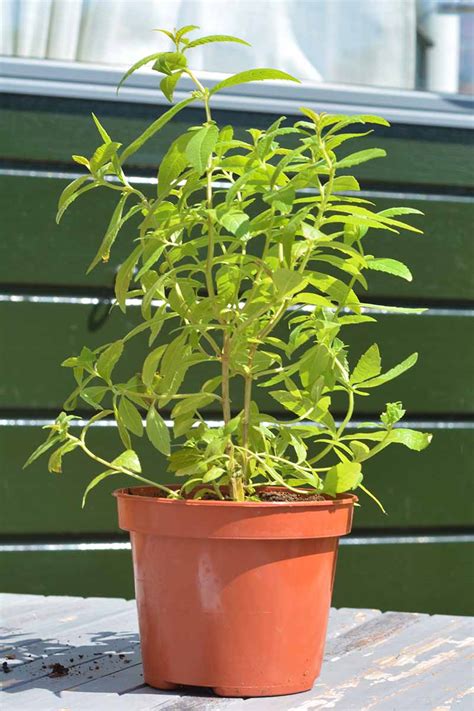 Lemon Verbena Tree