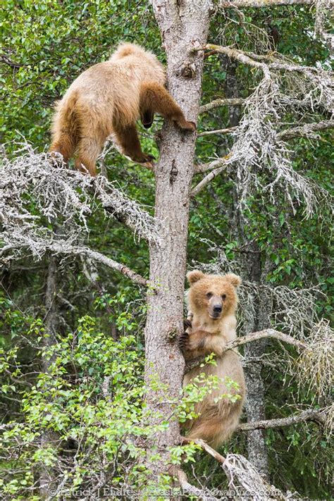 Alaskaphotographics Brown Bear Sow With Three Spring Cubs