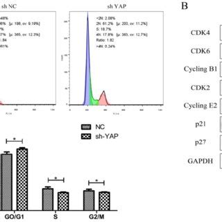 Knock down YAP induced PDLSCs apoptosis (A) Cell-cycle analysis was ... 