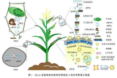 Rna农药的研究现状和发展前景中国农药工业协会标准官网