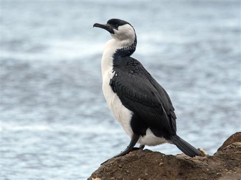 Black Faced Cormorant Ebird