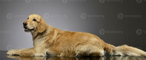 Golden Retriever Outline Stock Photos, Images and Backgrounds for Free ...