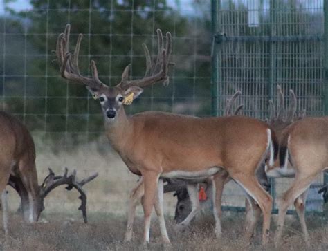 Deer Star Breeders The Texas Typical Genetic Deer BreederDeer Star