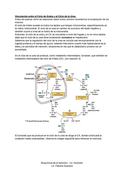 Conexi N Ck Ciclo De La Urea Vinculaci N Entre El Ciclo De Krebs Y El