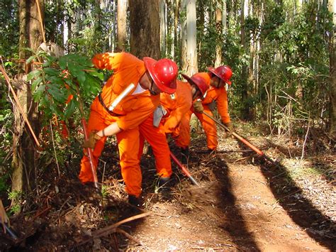 Explotación forestal