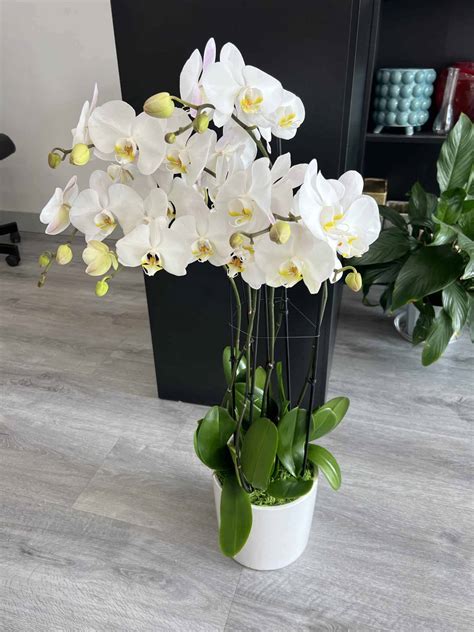 Sophisticated Orchid Elegance - Long-Lasting White Blooms