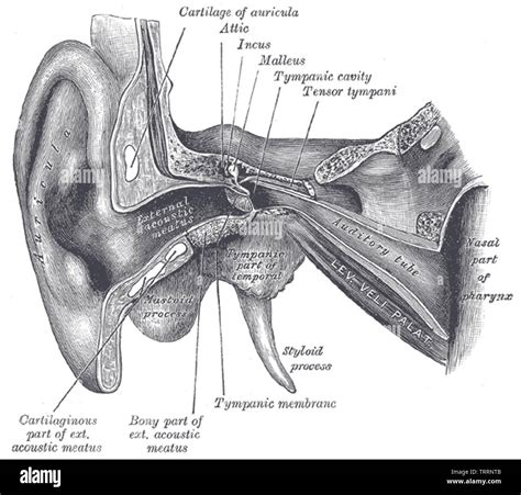 Eustachian Tube Hi Res Stock Photography And Images Alamy