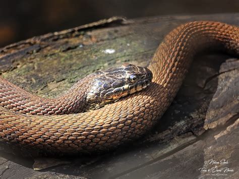 NatureShots by Terri & David Norris: Cedar Bog Snakes